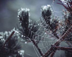 spider web with dew drops