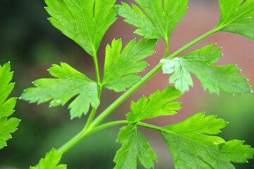 Parsley leaves close up
