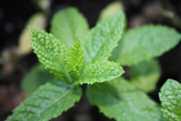 close up of mint