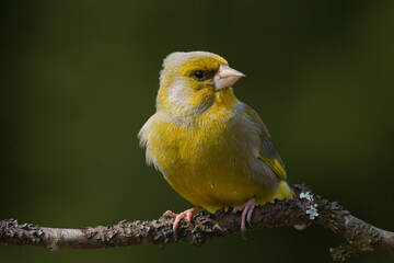 Male Greenfinch, Chloris chloris perched on a small branch during springtime in Estonian boreal forest, Northern Europe. 