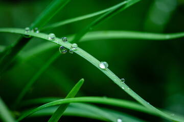 Closeup of water drop on Chinese chive 