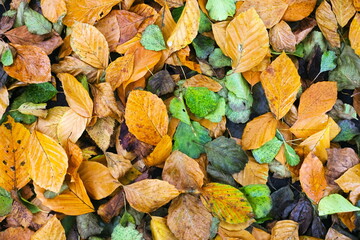 Jesienne tło, mokre kolorowe liście tworzące kompozycję