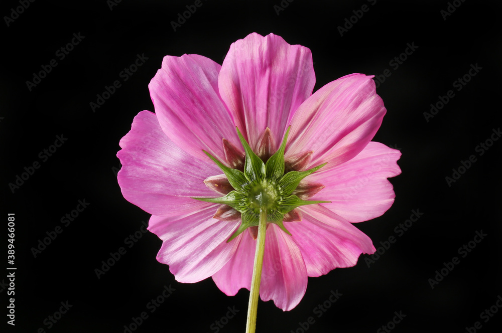 Wall mural reverse of cosmos flower