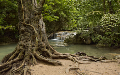 Fototapeta premium Jungle in Thailand