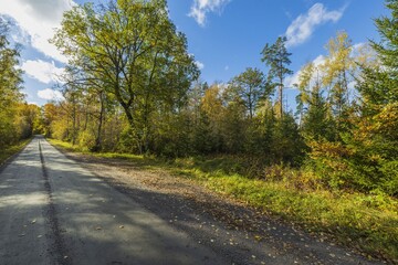 Fototapeta premium Beautiful autumn forest landscape view. Widening road and meeting place for cars. 