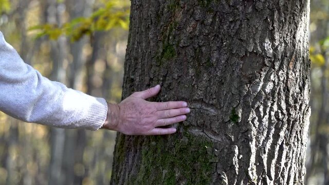 Drawing of human head on bark oak tree - (4K)