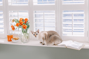 Oriental purebred cat sitting on windowsill. Orange tulip flowers in vase. Book, mug, bowl plate with macaroons by window in a room. Cute cosy light airy modern apartment home interior.