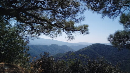 trees in the mountains