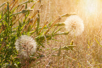 Puffy Dandelion with a Golden Glow