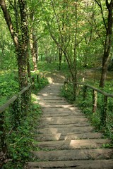 Fototapeta premium Stairway to nature