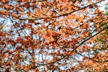 Autumn leaves