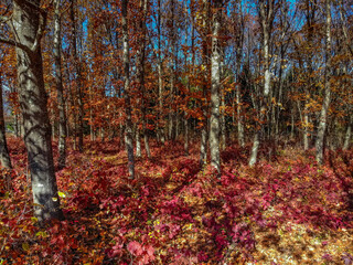 Fototapeta premium Bright autumn forest with orange leaves of maple