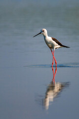 Black-winged stilt or Himantopus himantopus wades in marshland