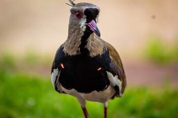 Colorful bird of Brazil