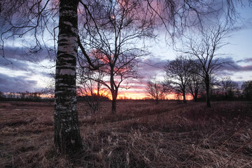 Fototapeta na wymiar A rural landscape with Birch trees on an atumn evening after colorful sunset in Estonia. 