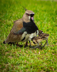 Bird mother protecting her puppies from the wind