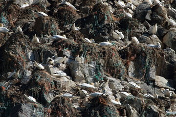 A Northern gannet, Morus bassanus colony made out of garbage and fishing nets on coastal Norway. 