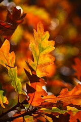 Colorful Colorado Oak Leaves