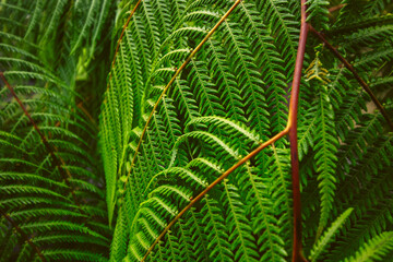 Fototapeta na wymiar Detailfoto einer grünen Farn