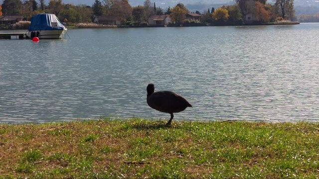 The bird grazes sitting on the shore of the lake. folaga