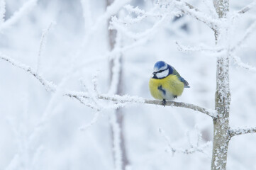 Small European songbird Blue tit, Cyanistes caeruleus stopping on a frosty branch during a cold winter day in Estonian boreal forest.