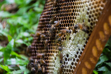 Working bees in the apiary of a beehive. Bees convert nectar into honey and cover it in honeycombs....