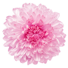 Chrysanthemum flower, isolated on white background, clipping path, full depth of field