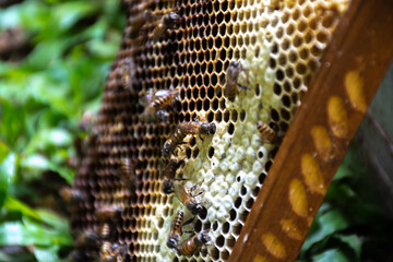 Working bees in the apiary of a beehive. Bees convert nectar into honey and cover it in honeycombs....