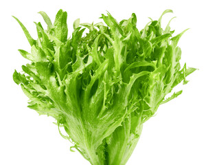 frisee, frieze, salad, lettuce, isolated on white background, clipping path, full depth of field