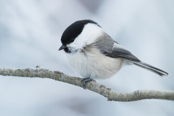 Naklejka premium European winter bird Willow tit, Poecile montanus in a frosty forest during a cold and white winter day in Estonian nature, Northern Europe. 