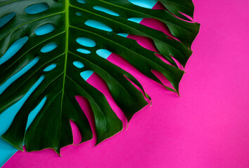 Large monstera leaf on a blue-pink background
