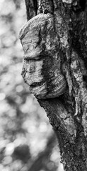 Mysterious face in old cottonwood tree