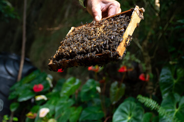 Working bees in the apiary of a beehive. Bees convert nectar into honey and cover it in honeycombs....
