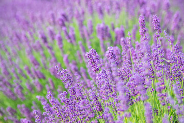 Obraz premium Lavender bushes closeup on sunset.. Field of Lavender, Lavender officinalis. Lavender flower field, image for natural background.