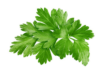 Parsley isolated on white background, clipping path, full depth of field