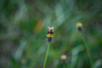 bee on a flower