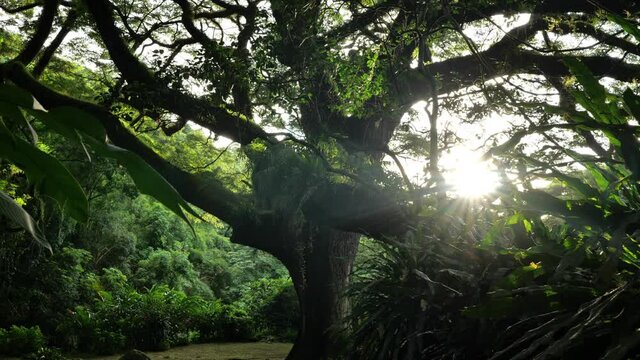 sun rays in the forest giant old tree Martinique zamana sunset