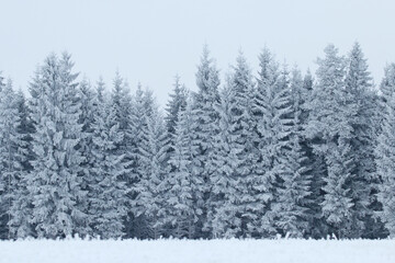 Thick snow and frost covered trees in winter wonderland during cold and beautiful weather in Estonian boreal forest, Northern Europe.