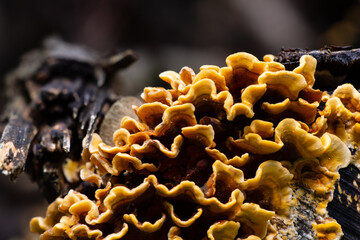 Orange lichens on a tree