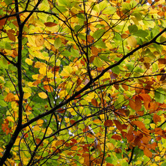 Autumn leaves background