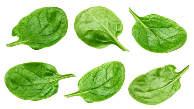 Spinach isolated on white background, clipping path, full depth of field