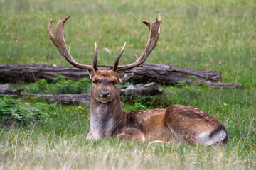 Naklejka na ściany i meble Stag with big antlers on the grass looking toward the observer