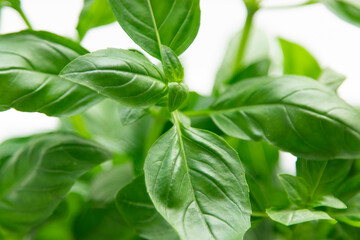 Fototapeta na wymiar Fresh basil leaves. seasoning for health, proper nutrition