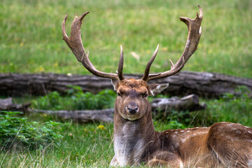 Male deer with big antlers on background of logs and grass