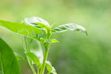 Fresh basil leaves. seasoning for health, proper nutrition