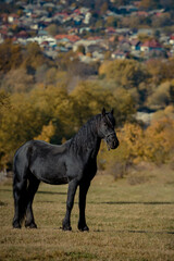 Fototapeta premium A black horse and a a man on a sunny autumn day.