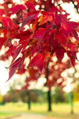 Sweet gum tree in gorgeous red fall foliage