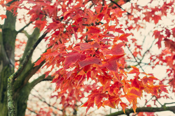 Sweet gum tree in gorgeous red fall foliage
