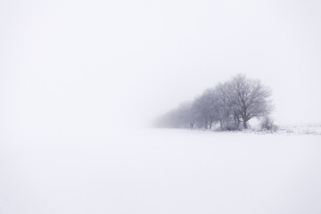 Trees in foggy winter . Snowy and haze scenery . Simply white season 