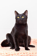 Portrait of a smooth-haired black cat with yellow eyes